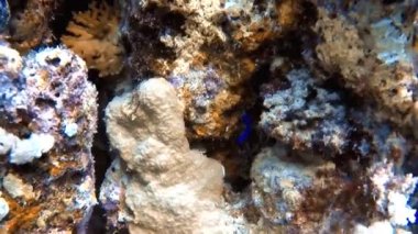 Kızıl Deniz, Mısır 'daki küçük renkli bir Dottyback' in HD video görüntüleri