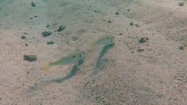 Sarı Keçi Balığı 'nın (Mulloidichthys martinicus) Kızıl Deniz, Mısır' da beslenme videosu