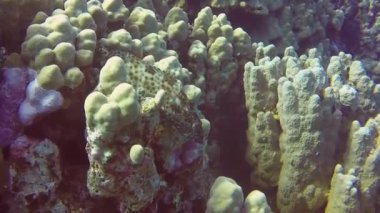 Kızıl Deniz, Mısır 'da bir Yağlı Grupçunun (Epinephelus tauvina) HD video görüntüleri