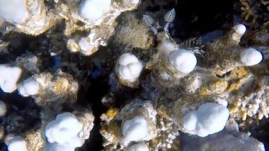 Kızıl Deniz, Mısır 'daki Ortak Aslan Balığının (Pterois volitans) HD video görüntüleri