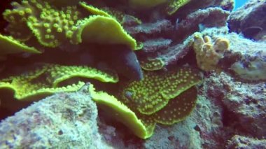 Sarı kenarlı Moray 'in (Gymnothorax flavimarginatus) Kızıl Deniz, Mısır' daki HD video görüntüleri