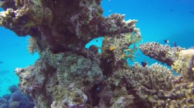 Kızıl Deniz, Mısır 'da Sakallı Akrep Balığının (Scorpaenopsis barbata) HD video görüntüleri