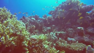 Kızıldeniz, Mısır 'daki mercan resiflerinin HD video görüntüleri