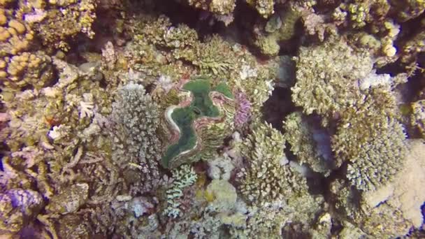 在埃及红海 高清录影镜头拍摄了一只萤光巨蟹 Tridacna Squamosa — 图库视频影像