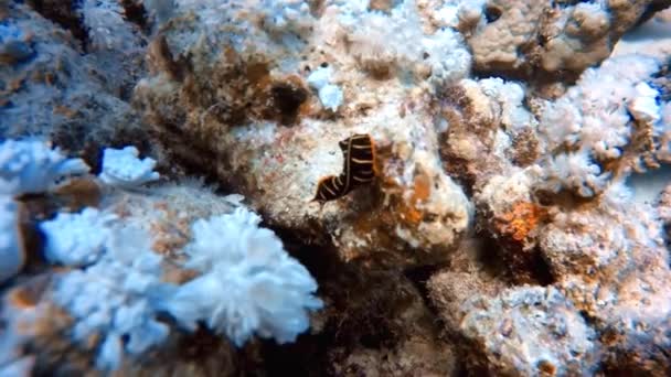 Videoaufnahmen Eines Geteilten Plattwurms Pseudoceros Dimidiatus Roten Meer Ägypten — Stockvideo