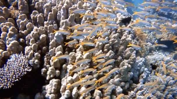 Videofilmer Gula Getfisken Mulloidichthys Martinicus Röda Havet Egypten — Stockvideo