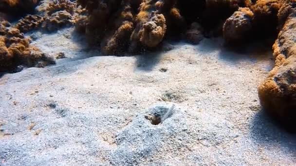 埃及红海的一只小虾和合作伙伴虾的高清录像 — 图库视频影像