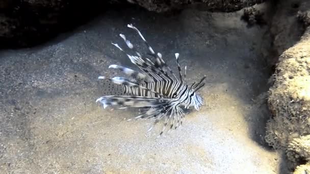 Video Pesce Leone Comune Pterois Volitans Nel Mar Rosso Egitto — Video Stock