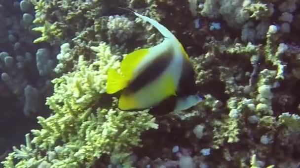 Vídeo Imágenes Mar Rojo Bannerfish Heniochus Intermedius Egipto — Vídeos de Stock