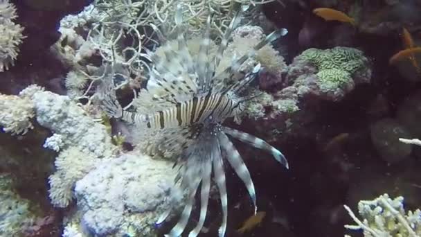 Video Pesce Leone Comune Pterois Volitans Nel Mar Rosso Egitto — Video Stock