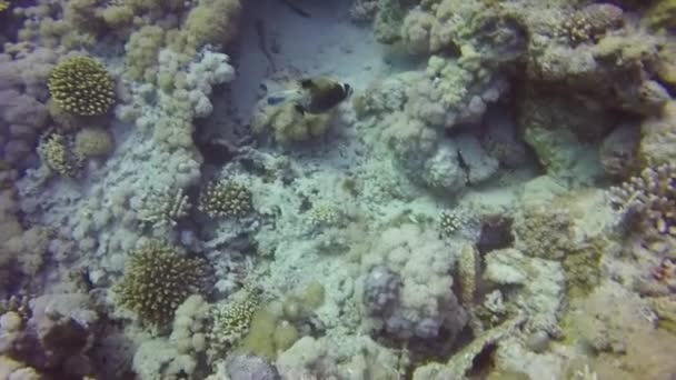 Videoaufnahmen Eines Maskierten Kugelfisches Arothron Diadematus Roten Meer Ägypten — Stockvideo