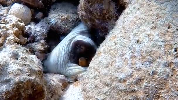 Video Footage Big Red Octopus Octopus Rubescens Hiding Rock Red — Stock Video