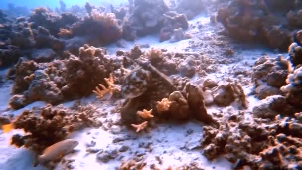 Video Una Grande Piovra Rossa Octopus Rubescens Caccia Nel Mar — Video Stock