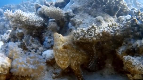 Video Una Grande Piovra Rossa Octopus Rubescens Caccia Nel Mar — Video Stock