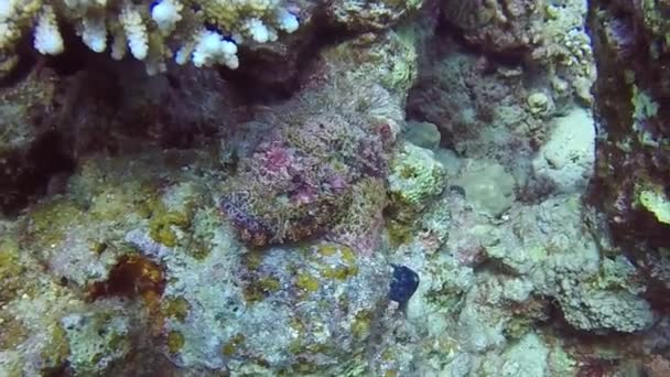 Video Uno Scorfano Barbuto Scorpaenopsis Barbata Nel Mar Rosso Egitto — Video Stock