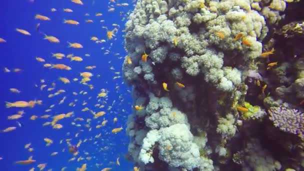 エジプト紅海のサンゴ礁のHdビデオ映像 — ストック動画