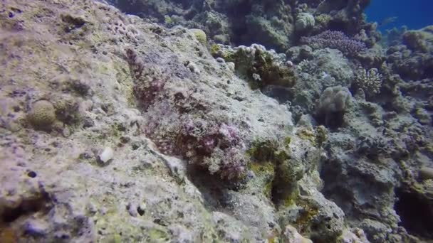 埃及红海的一种带胡须的蝎鱼 Scorpaenopsis Barbata 的高清录像镜头 — 图库视频影像