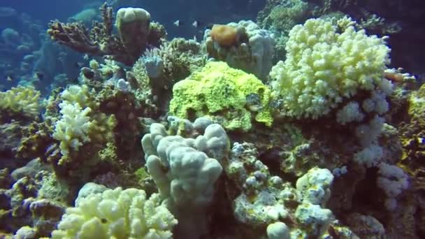 Vídeo Imágenes Los Arrecifes Coral Mar Rojo Egipto — Vídeos de Stock