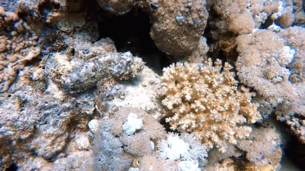 Wideo Brodatą Scorpionfish Scorpaenopsis Barbata Morzu Czerwonym Egipt — Wideo stockowe