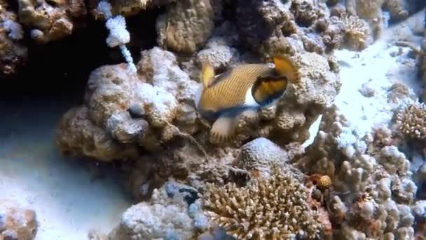 Video Záběry Titan Triggerfish Balistoides Viridescens Rudém Moři Egypt — Stock video