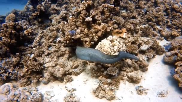 Video Záběry Plavání Zdarma Giant Moray Eel Gymnothorax Javanicus Rudém — Stock video