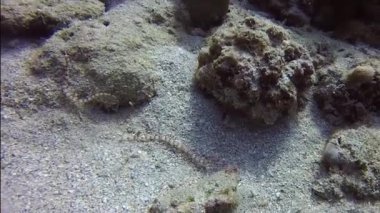 Kızıl Deniz 'deki bir çift Ağ Boru Balığının (Corythoichthys flavofasciatus) HD video görüntüleri
