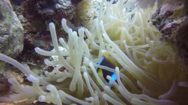 Bruun 'un Temizlik Ortağı Karides' in (Urocaridella antonbruunii) Mısır 'daki Kızıldeniz' deki bir anemonun HD video görüntüleri