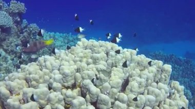 Bicolor Pullers 'ın (Centruroides bicolor) Kızıl Deniz, Mısır' daki HD video görüntüleri