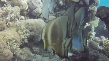 Kızıl Deniz, Mısır 'da Circular Batfish' in (Platax orbicularis) HD video görüntüleri