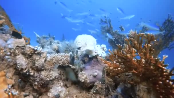 Videoaufnahmen Eines Marmorierten Torpedorochens Torpedo Marmorata Beim Schwimmen Roten Meer — Stockvideo