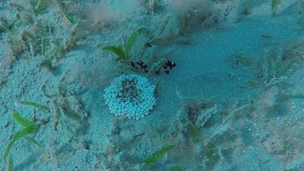 Βίντεο Από Three Spot Domino Damselfist Dascyllus Trimaculatus Ανεμώνη Στην — Αρχείο Βίντεο