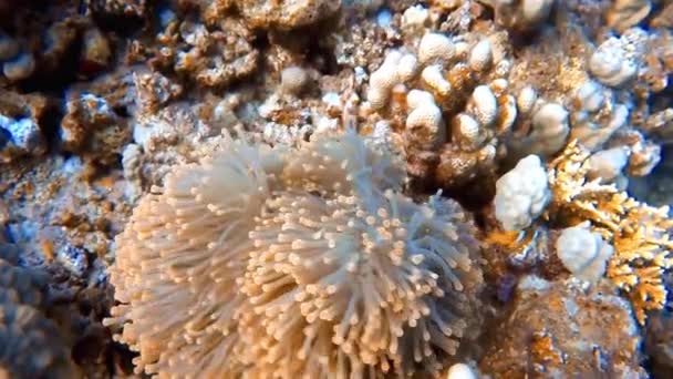 Vídeo Imágenes Mar Rojo Anemonefish Amphiprion Bicinctus Egipto — Vídeos de Stock