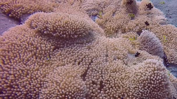 エジプト紅海のアネモネにおける3つのスポットドミノ ダマセリウス Dascyllus Trimaculatus のHdビデオ映像 — ストック動画