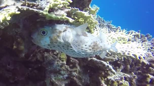 Nagranie Wideo Burrfish Cyclichthys Spilostylus Morzu Czerwonym Egipt — Wideo stockowe