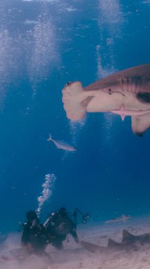 9: 16 'da Bahamalar, Bimini' de Büyük Çekiçkafalar (Sphyrna mokarran) ile etkileşime giren dalgıçların portresi