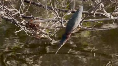 4K videosunda Wakodahatchee Wetlands, Florida, ABD 'de balık yakalamaya çalışan bir balıkçı (Butorides virescens) görülüyor.