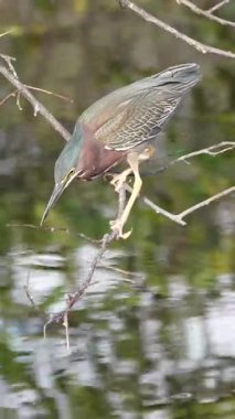 Wakodahatchee Wetlands, Florida, ABD 'de balık yakalamaya çalışan bir yeşil balıkçıl (Butorides virescens) portresi