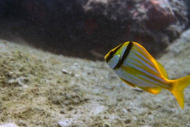 A Porkfish (Anisotremus virginicus) in the Florida Keys, USA