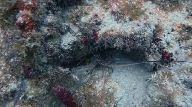 4K Sualtı Görüntüleri: Dikenli Karayip Istakozu (Panulirus argus) Key Largo, Florida, ABD