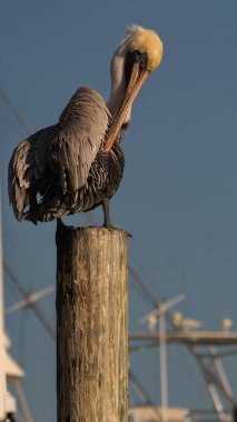 Dikey Portre: Kahverengi Pelikan (Pelecanus occidentalis) Florida 'da bir hava durumu direğine tünemiştir.