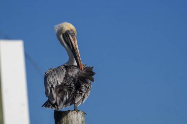 Majestic Brown Pelikan (Pelecanus occidentalis), Florida 'da bir Weathered Wooden Post' a tünemiştir.