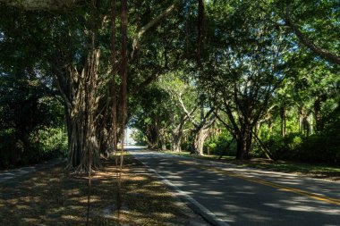 Sinematik Tepe: Köprü Yolu, Hobe Sound, Florida 'daki Tarihi Banyan Ağacı Tüneli