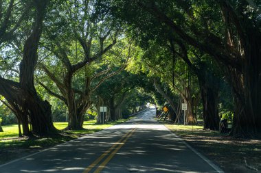 Sinematik Tepe: Köprü Yolu, Hobe Sound, Florida 'daki Tarihi Banyan Ağacı Tüneli