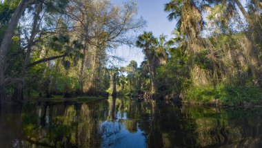 Sabahın erken saatlerinde Vahşi ve Manzaralı Loxahatchee Nehri, Jüpiter, Florida