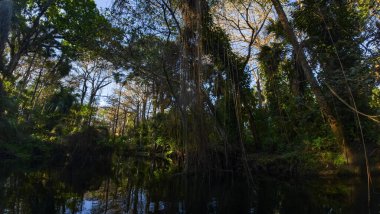 Sabahın erken saatlerinde Vahşi ve Manzaralı Loxahatchee Nehri, Jüpiter, Florida