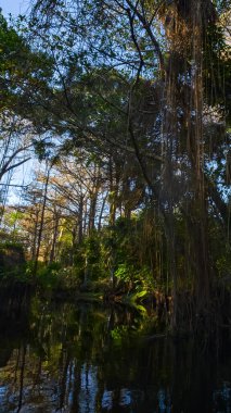Dikey Görünüm: Loxahatchee Nehri üzerindeki Huzurlu Sabah Buğusu, Jüpiter, Florida