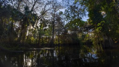 Sabahın erken saatlerinde Vahşi ve Manzaralı Loxahatchee Nehri, Jüpiter, Florida