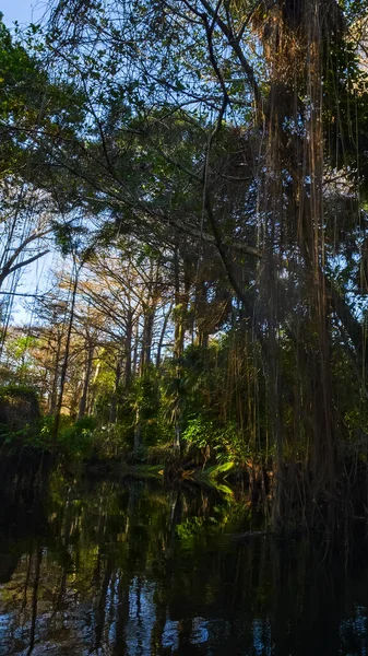 Dikey Görünüm: Loxahatchee Nehri üzerindeki Huzurlu Sabah Buğusu, Jüpiter, Florida