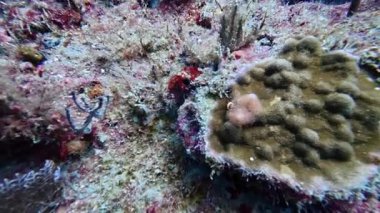 4K Slow Motion: Christmas Tree Worm (Spirobranchus giganteus) Mercan Kayalıklarına Çekiliyor