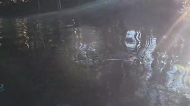 Bozulmamış 4K Wilderness: Antik Kıbrıs Ormanları Arasında Vahşi ve Manzaralı Loxahatchee Nehri Kanosu